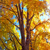 play Jigsaw: Yellow Leaves