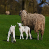 play Jigsaw: Sheep And Lamb