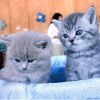 play Kittens Puzzle
