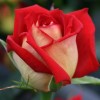 play Rose Puzzle