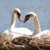 play Swans Puzzle