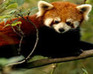Hidden Animals Red Pandas