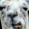 play Pacllama