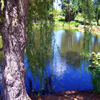 play Jigsaw: Willow Pond