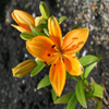 play Jigsaw: Sun Lily