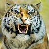 play Siberian Tiger