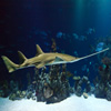 play Jigsaw: Sawfish