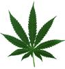 play Weed Collector