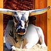 play Bucking Bull Racing