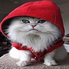 play Hooded Cat Slide Puzzle