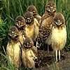play Owl Siblings Slide Puzzle