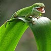 play Little Chameleon Slide Puzzle