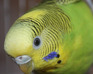 play Parakeetmotionaccessible