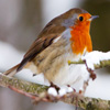 play Jigsaw: Robin In Winter