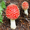 play Jigsaw: Toadstool