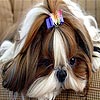 play Sweety Dog Slide Puzzle