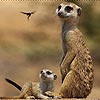 play Meerkats Slide Puzzle