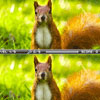 play Squirrel Difference