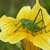 play Grasshopper Slide Puzzle