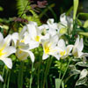 play Jigsaw: White Flowers