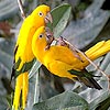 play Sweet Parrots Slide Puzzle