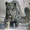 play Snow Leopard Slide Puzzle