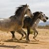 play Amazing Horses