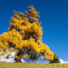 play Jigsaw: Yellow Tree