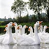 play White Ducks Slide Puzzle