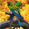play Two Parrots Slide Puzzle