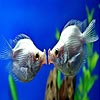 play Kissing Fishes Slide Puzzle