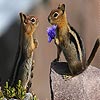 play Squirrel Valentine Slide Puzzle