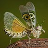 play Sweet Butterfly Slide Puzzle