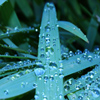 play Jigsaw: Waterdrops