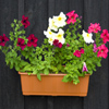 play Jigsaw: Petunias