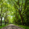 play Jigsaw: Green Trees