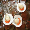 play Jigsaw: Shellfish