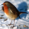 play Jigsaw: Bird In Snow