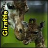 play Giraffe Puzzles
