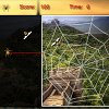 play Hunting Spider - Asia