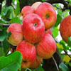 play Jigsaw: Red Apples