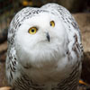 play Jigsaw: Snowy Owl