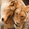 play Jigsaw: Cuddling Lions