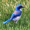 play Jigsaw: Blue Bird