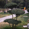 play Jigsaw: Sculpted Tree