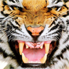 play Royal Bengal Tiger