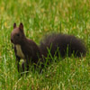 play Jigsaw: Dark Squirrel