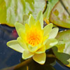Jigsaw: Yellow Lily