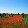 play Jigsaw: Poppy Field