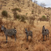 play Jigsaw: Zebra Family